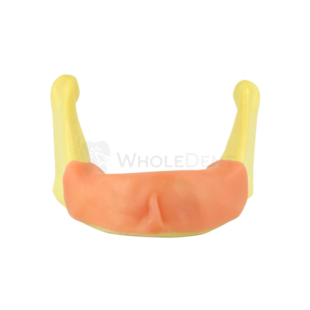 Easyinsmile Anatomically Bone Mandible Lower Jaw Model With Gums Training