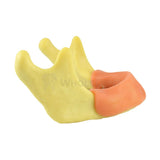 Easyinsmile Anatomically Bone Mandible Lower Jaw Model With Gums Training