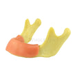  Easyinsmile Anatomically Bone Mandible Lower Jaw Model With Gums Training 