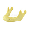 Easyinsmile Anatomically Bone Mandible Lower Jaw Model Without Gums Training