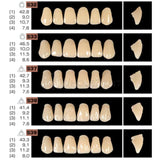 Ruthinium Artificial Acrylic Teeth Shade A1-Artificial Acrylic Teeth-WholeDent.com