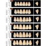 Ruthinium Artificial Acrylic Teeth Shade A1-Artificial Acrylic Teeth-WholeDent.com