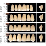 Ruthinium Artificial Acrylic Teeth Shade A1-Artificial Acrylic Teeth-WholeDent.com