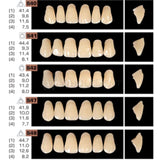 Ruthinium Artificial Acrylic Teeth Shade A1-Artificial Acrylic Teeth-WholeDent.com