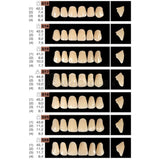 Ruthinium Artificial Acrylic Teeth Shade A1-Artificial Acrylic Teeth-WholeDent.com