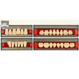 Ruthinium Artificial Acrylic Teeth Shade A2-Artificial Teeth-WholeDent.com