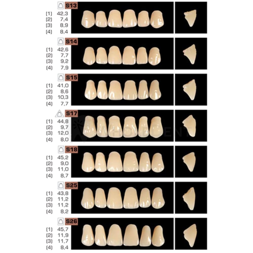 Ruthinium Artificial Acrylic Teeth Shade A3.5-Artificial Acrylic Teeth-WholeDent.com