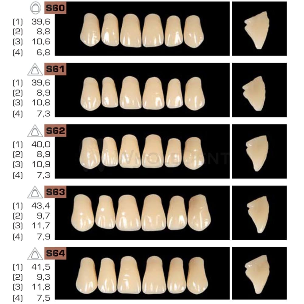 Ruthinium Artificial Acrylic Teeth Shade A3.5-Artificial Acrylic Teeth-WholeDent.com