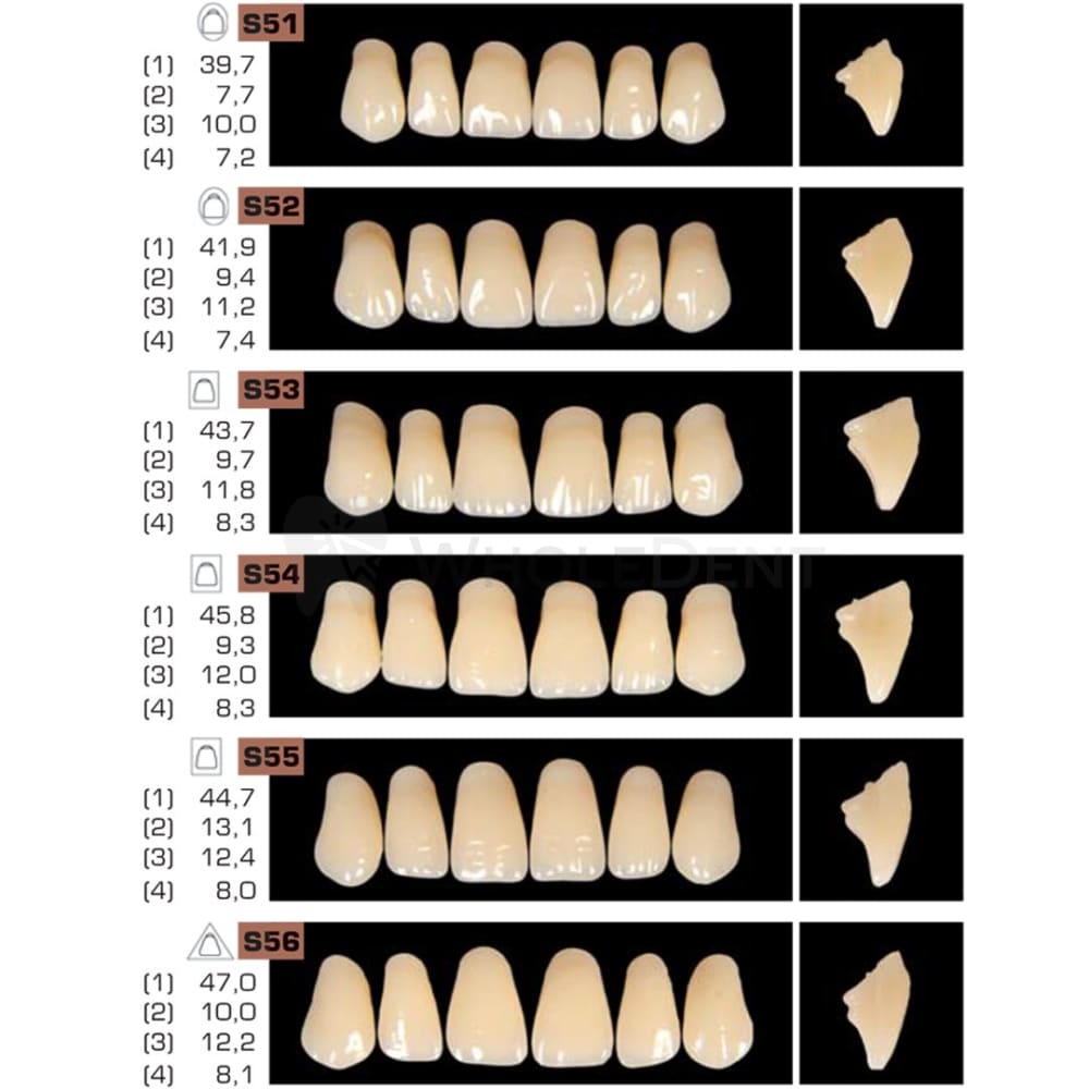 Ruthinium Artificial Acrylic Teeth Shade B2-Artificial Acrylic Teeth-WholeDent.com