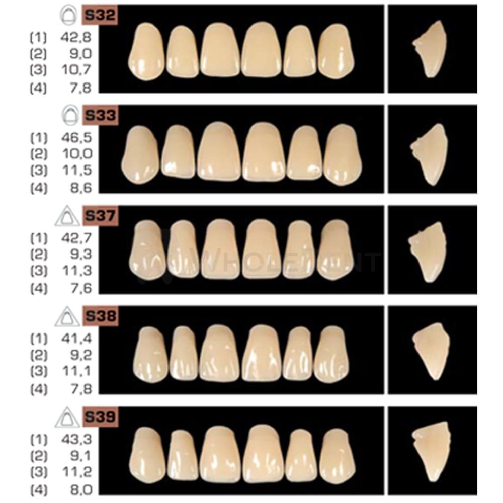 Ruthinium Artificial Acrylic Teeth Shade C2-Artificial Acrylic Teeth-WholeDent.com